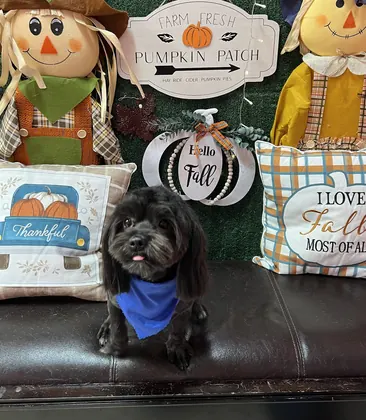 Pet Go Shop & Pet Groomer, business photo 2
