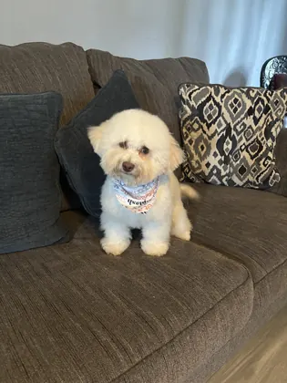 Pet Go Shop & Pet Groomer, business photo 4