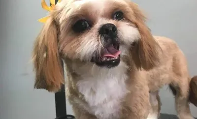 Pet Go Shop & Pet Groomer, business photo 1