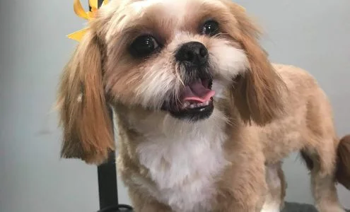 Pet Go Shop & Pet Groomer business photo